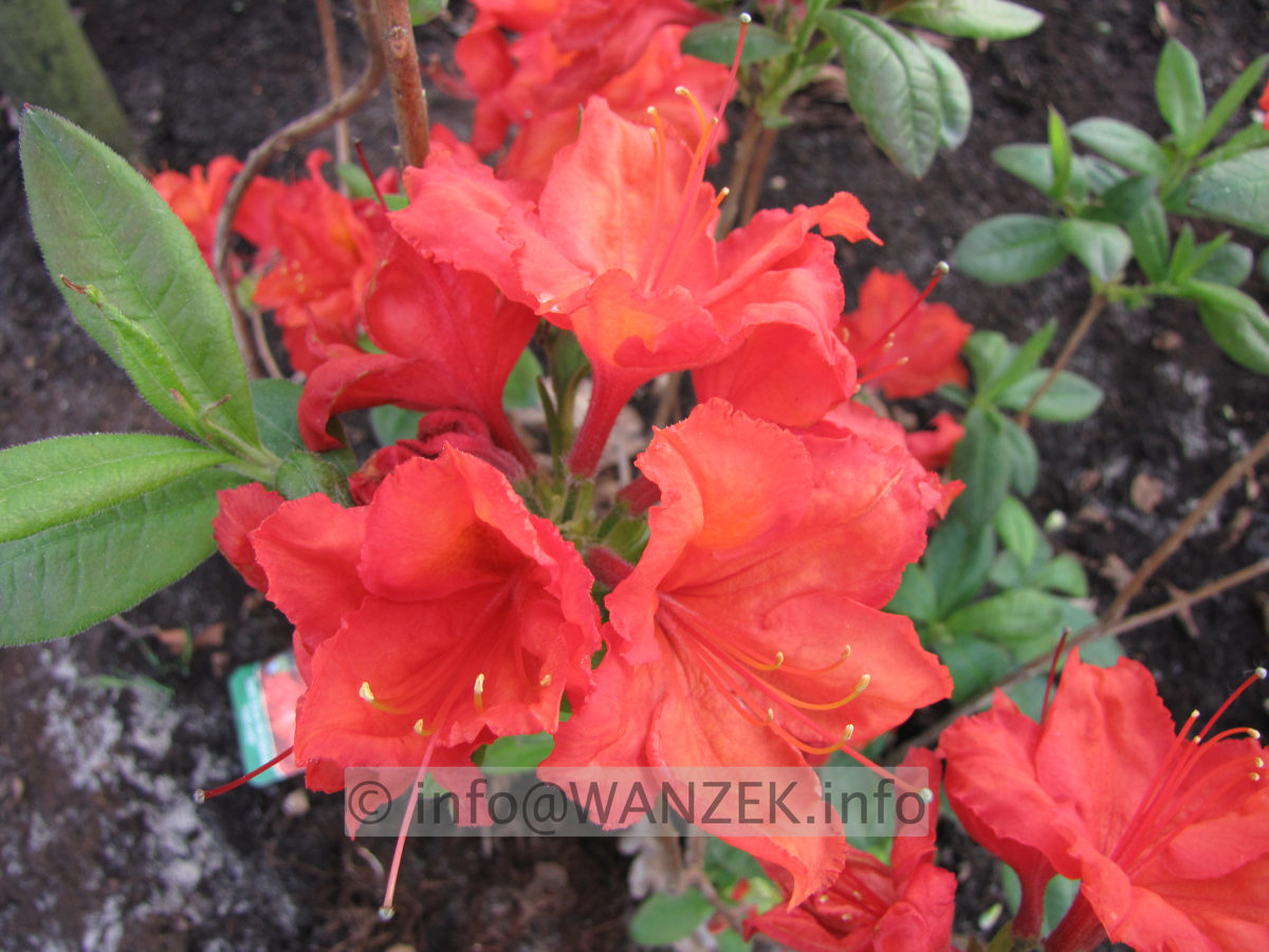 Azalea knaphill Feuerwerk 06.JPG